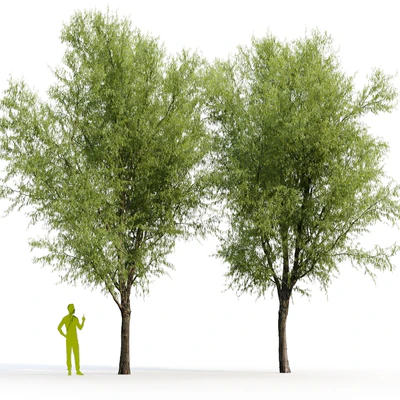Willow / Salix matsudana #2 — View 6