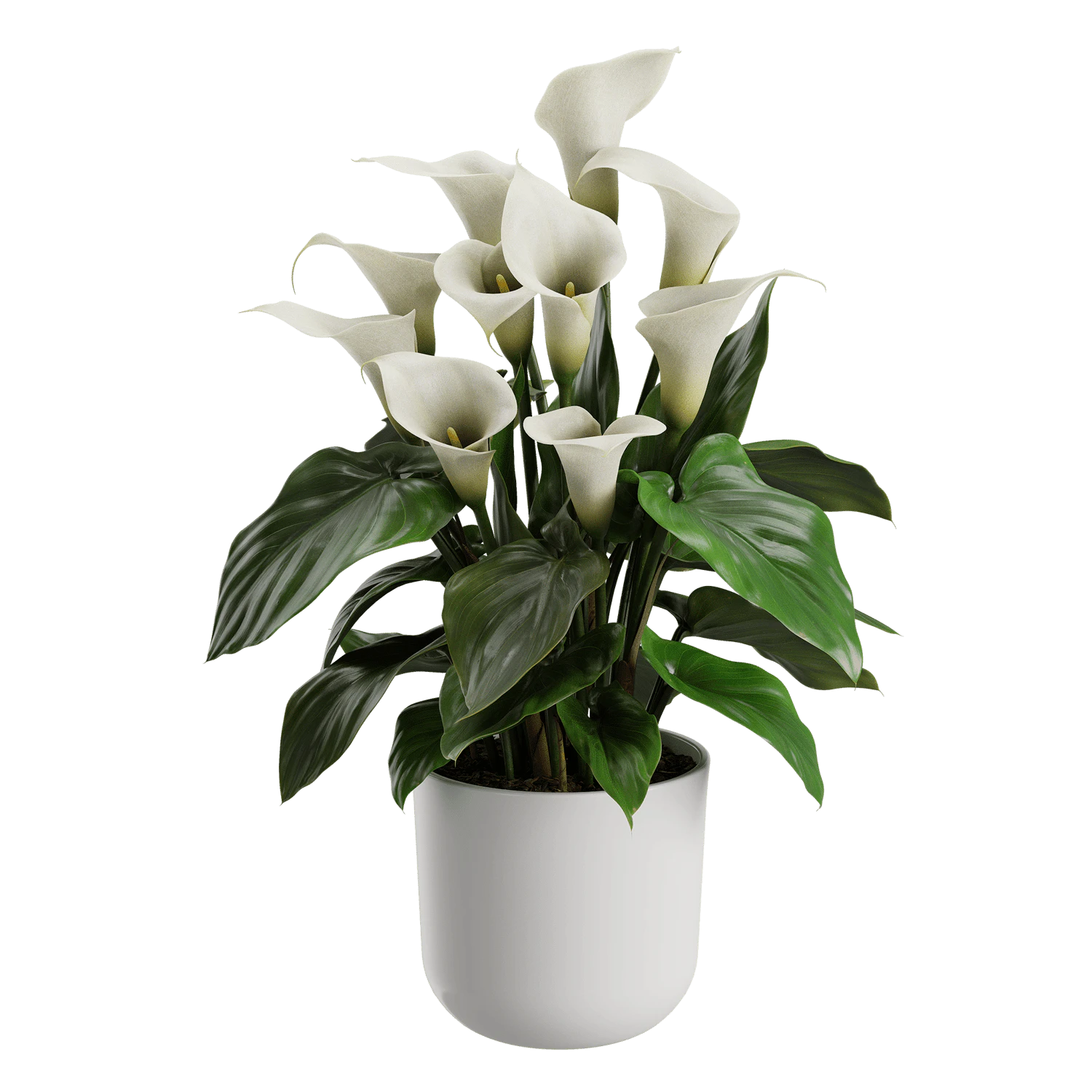 plant calla lily — Descargar