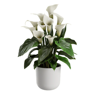 plant calla lily — Descargar