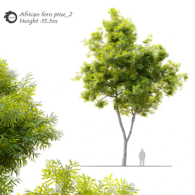 African fern pine (afrocarpus-falcatus)  2 — Ver 1