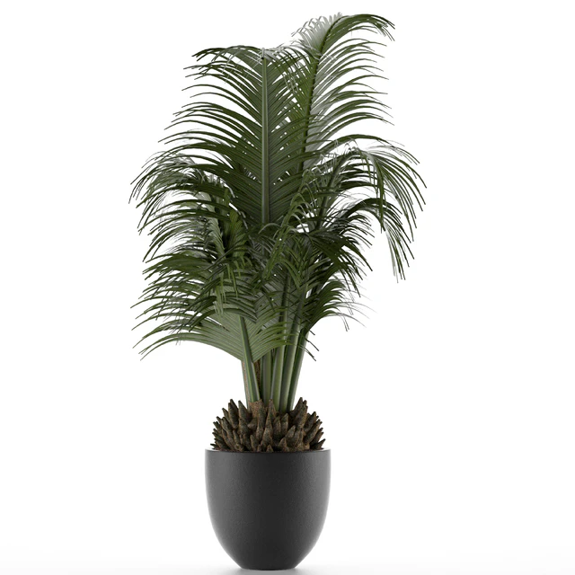 House Plant 30 — Скачать