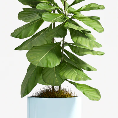 PLANT SET - 77 — Ver 3
