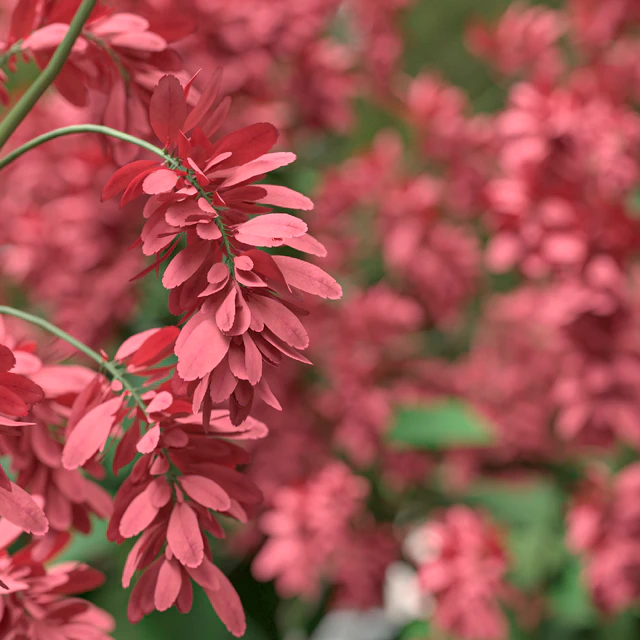 Set of Polygonum Orientale Plant ( Princes Feather ) ( 3 Plants ) — Descargar