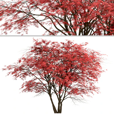 Set of Japanese Maple Trees (Acer Palmatum) (2 Trees) — Ver 3