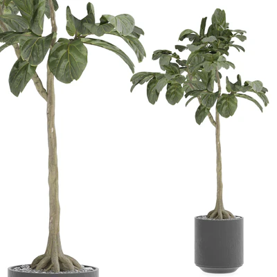 indoor Plant 295 — Ver 3