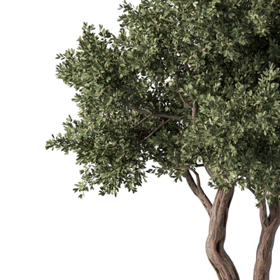 Tree No.59 — View 2