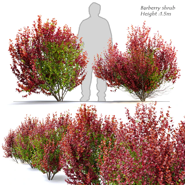 Barberry shrub — Скачать