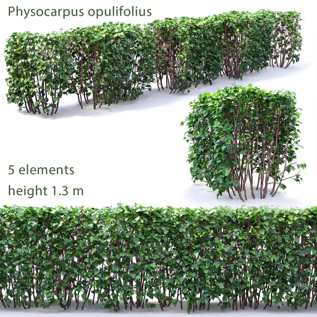 Physocarpus hedge # 1 — Descargar