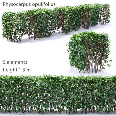 Physocarpus hedge # 1 — Ver 1