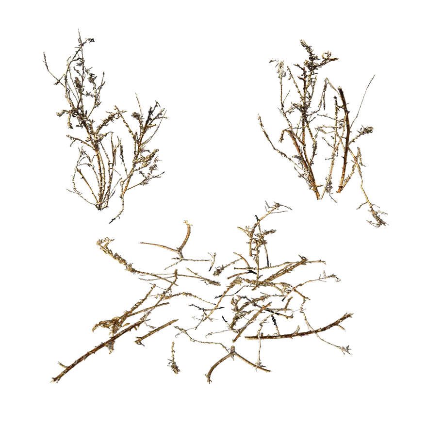 desert plants 001 — Descargar