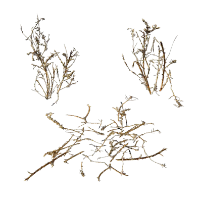 desert plants 001 — download