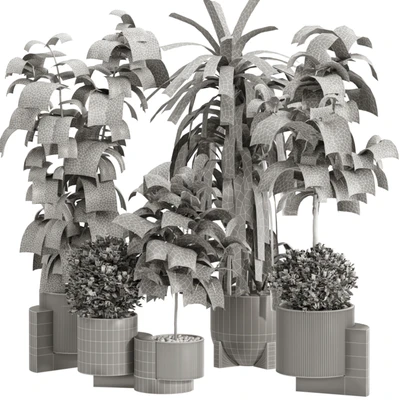 Indoor Ficus Lyrata Plants Set 60 — Ver 4
