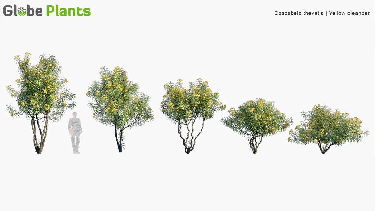 cascabela thevetia — Скачать