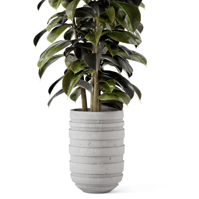 Indoor Plants  in rusty Concrete Pot - Set 549 — Скачать