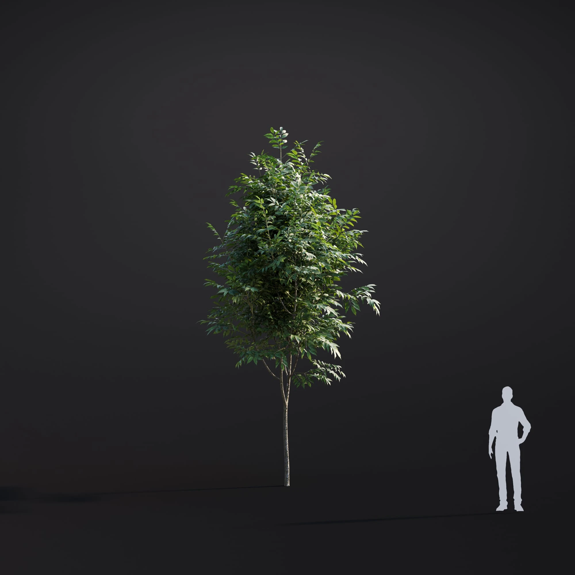 028 green ash — Скачать