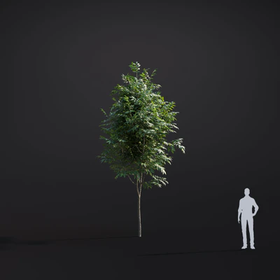 028 green ash — Скачать