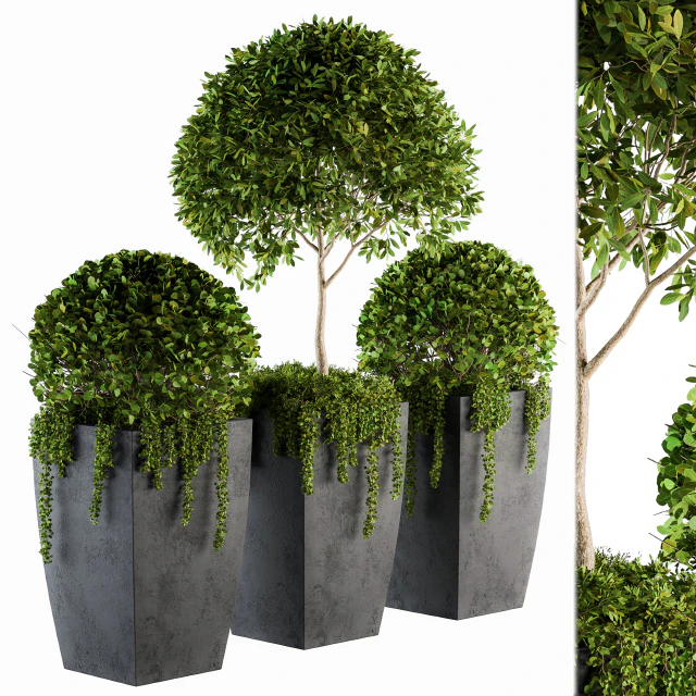 Outdoor Plants Round Topiary Tree - Set 75 — Descargar