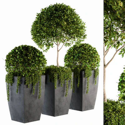 Outdoor Plants Round Topiary Tree - Set 75 — Ver 1
