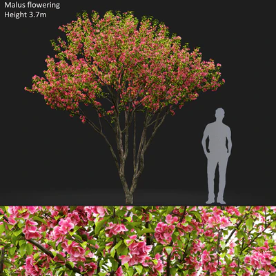 Malus flowering # 6 — Ver 1