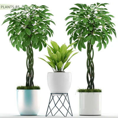 PLANTS 85 — Descargar