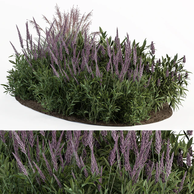 Garden Set Lavender Bush Plants - Outdoor Plants Set 413 — Скачать
