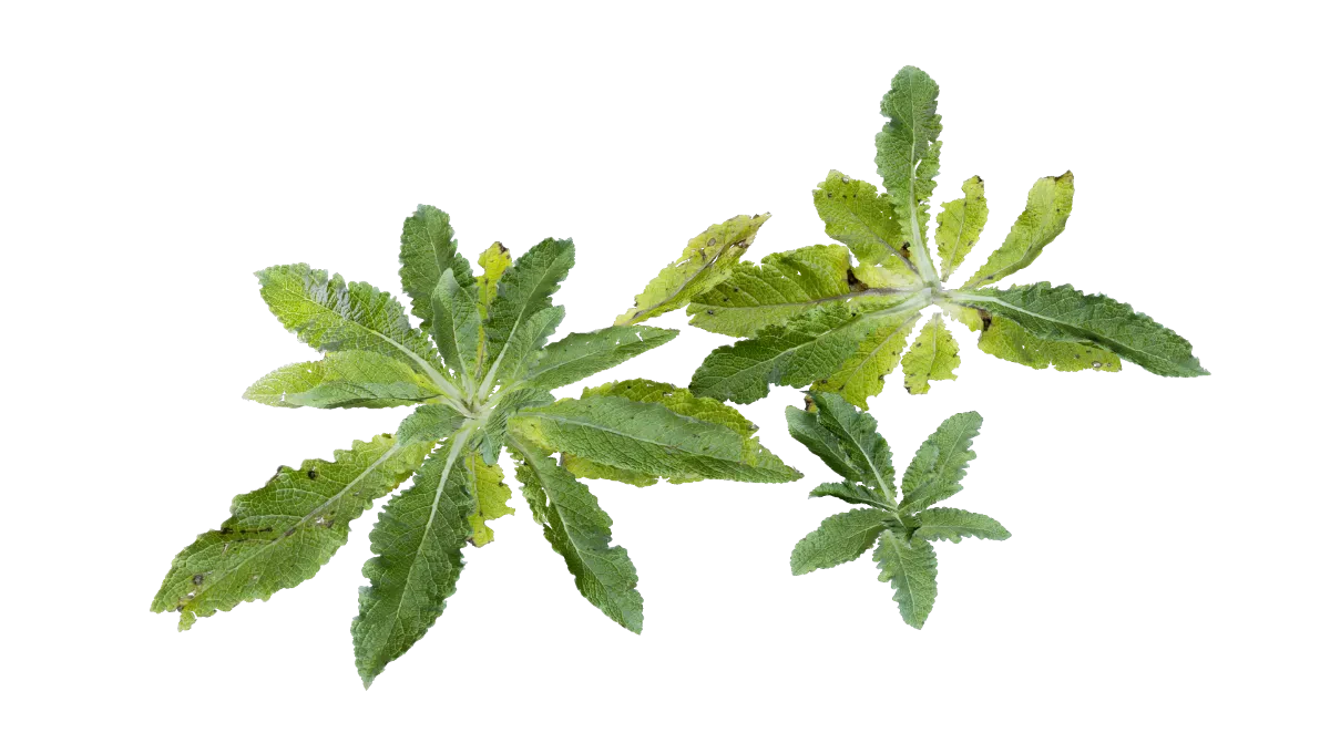 leafy weeds 001 — Скачать