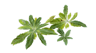 leafy weeds 001 — download