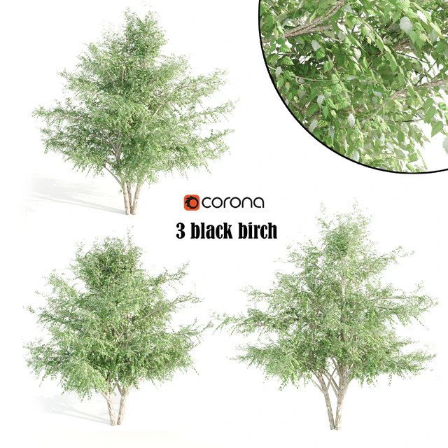 3 black birch — Descargar