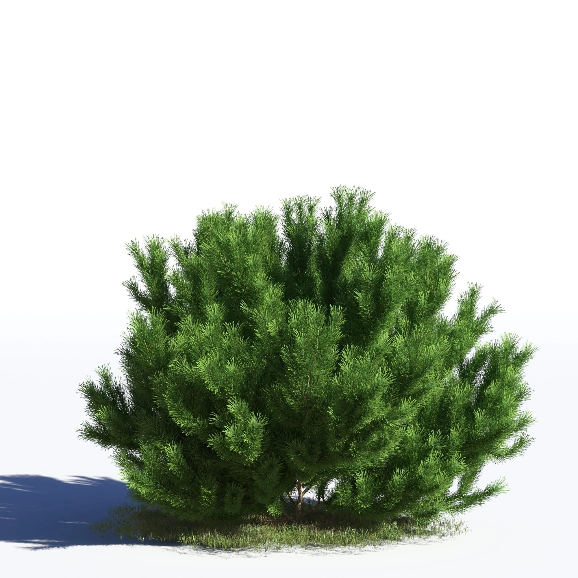 coniferous trees 033 — Descargar