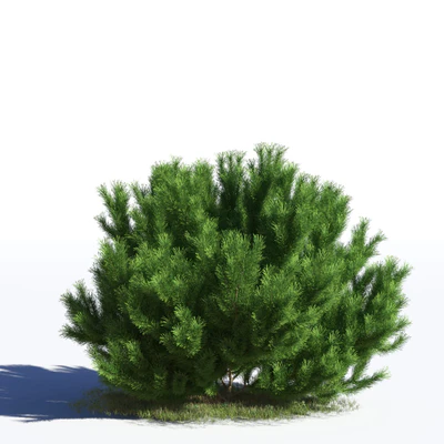 coniferous trees 033 — Descargar