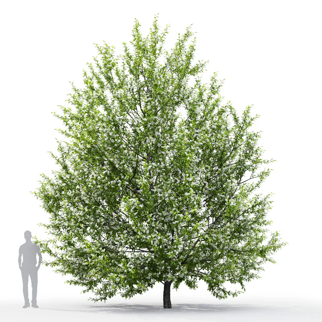 Черёмуха цветущая | Prunus padus #1 (6.8m) — Скачать