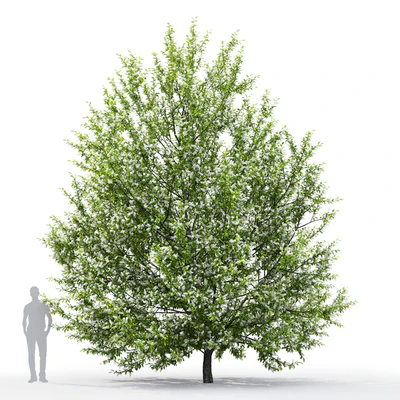 Черёмуха цветущая | Prunus padus #1 (6.8m) — Вид 3