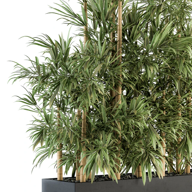 Indoor Plant Set 144 - Bamboo in Plant Box — Descargar