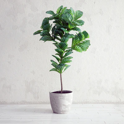 Ficus Lyrata - Interior Plant — Вид 1
