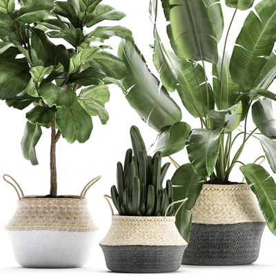 A collection of beautiful plants in black and white baskets with banana palm, Strelitzia, Ficus lirata, cactus. Set 861. — Ver 5