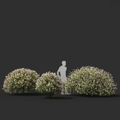 Japanese willow "Hakuro-Nishiki" bushes | Salix integra hakuro-nishiki — Ver 3