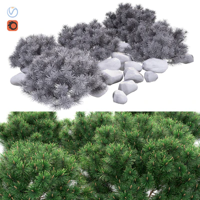 Pine — Вид 2