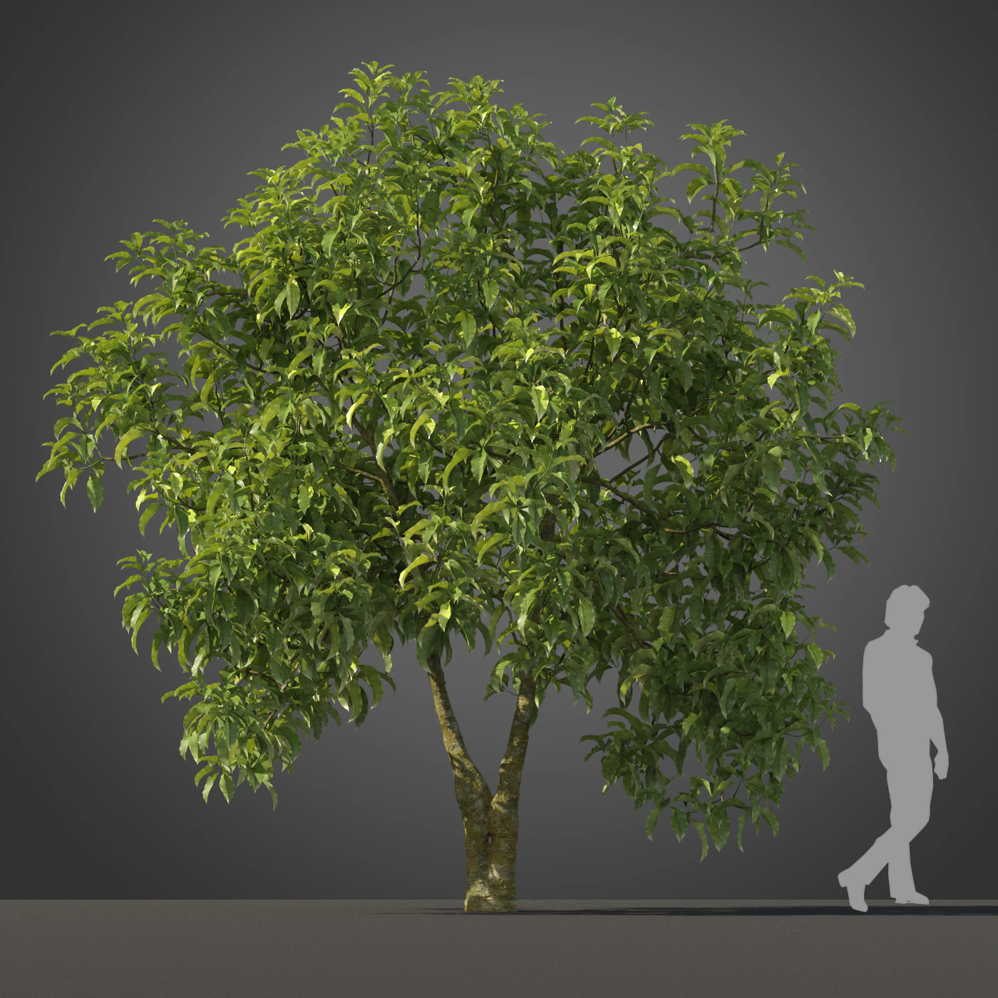 subtropical trees 007 — Descargar