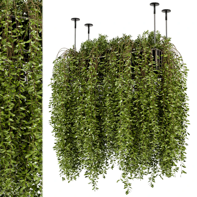 Indoor Hanging Plants in Metal Box - Set 192 — Descargar