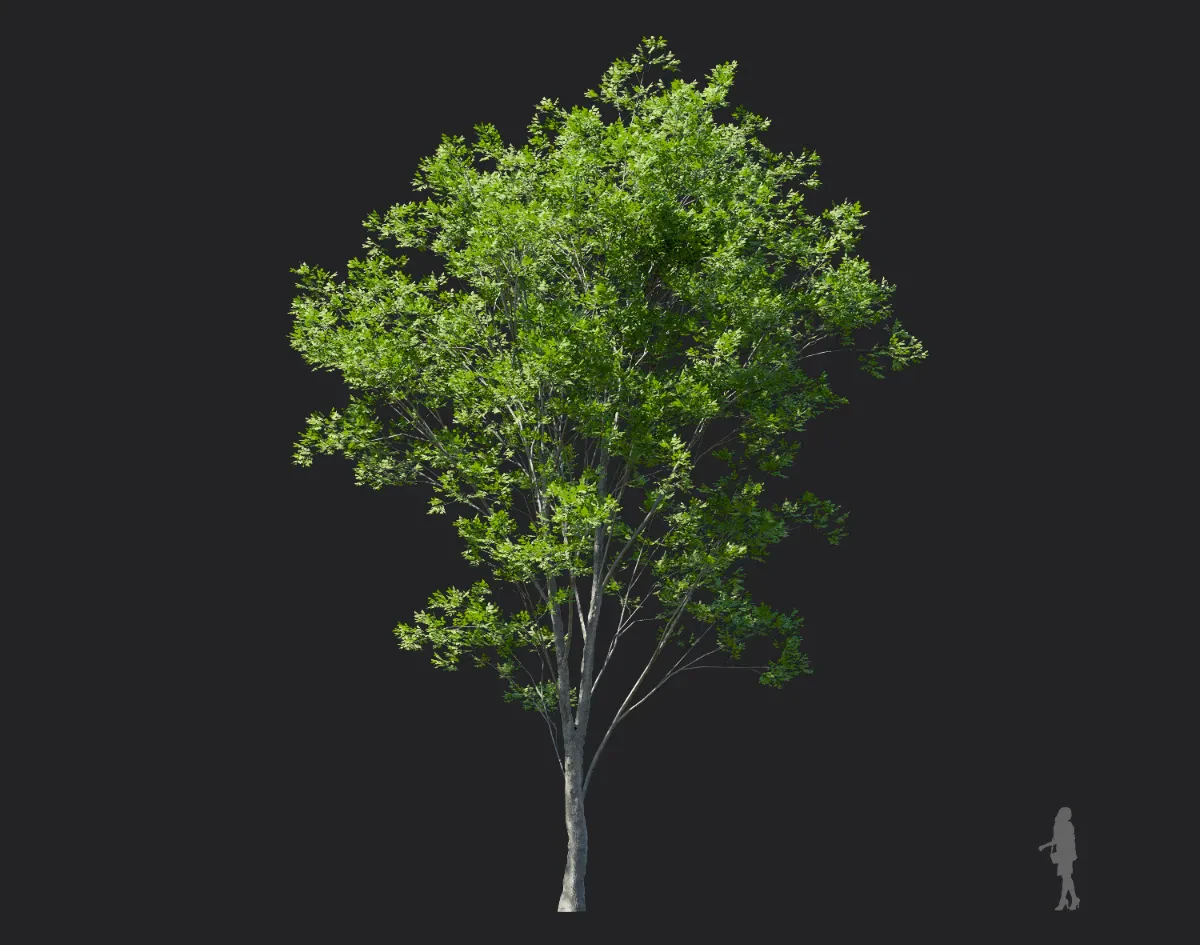 fraxinus rhynchophylla 003 — Download