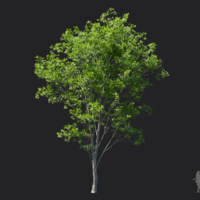 fraxinus rhynchophylla 003 — Download