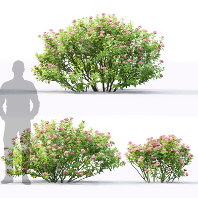 Spiraea betulifolia — Ver 4