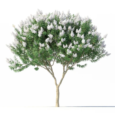 Lagerstromia tree with white flowers No 1 Corona — Ver 3