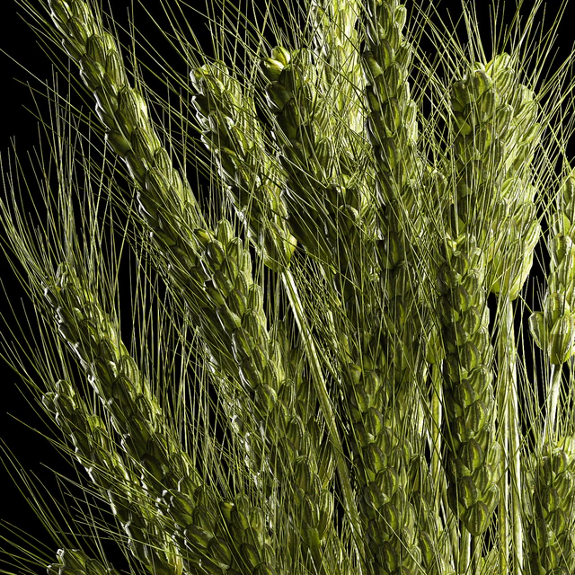 Bouquet of green flowers in a glass vase for decoration of wheat branches, spikelet. 265. — Descargar
