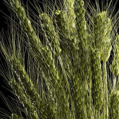 Bouquet of green flowers in a glass vase for decoration of wheat branches, spikelet. 265. — Ver 6