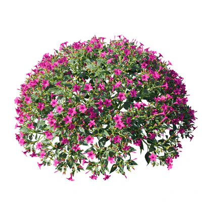 Mirabilis jalapa (Fuchsia) August (Corona)  Mirabilis jalapa — Ver 4