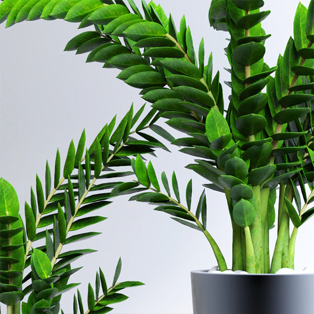 Zamioculcas Zamioculcas — Descargar