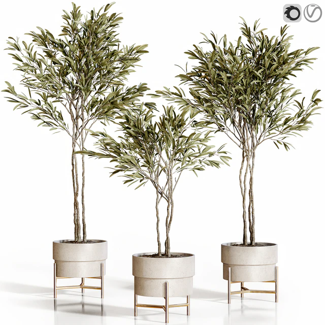 Olive trees 3 — Скачать