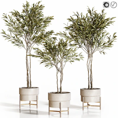 Olive trees 3 — Вид 1