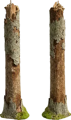 spruce tree stump 002 — Descargar